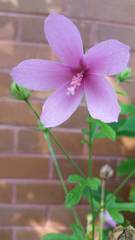 Hibiscus geranioides