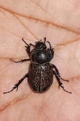 Phileurini
