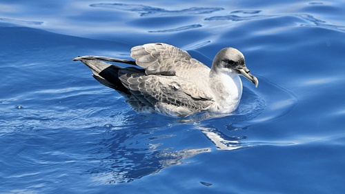 iNaturalist image