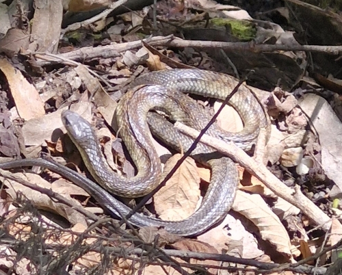 Tiger Snake sighting