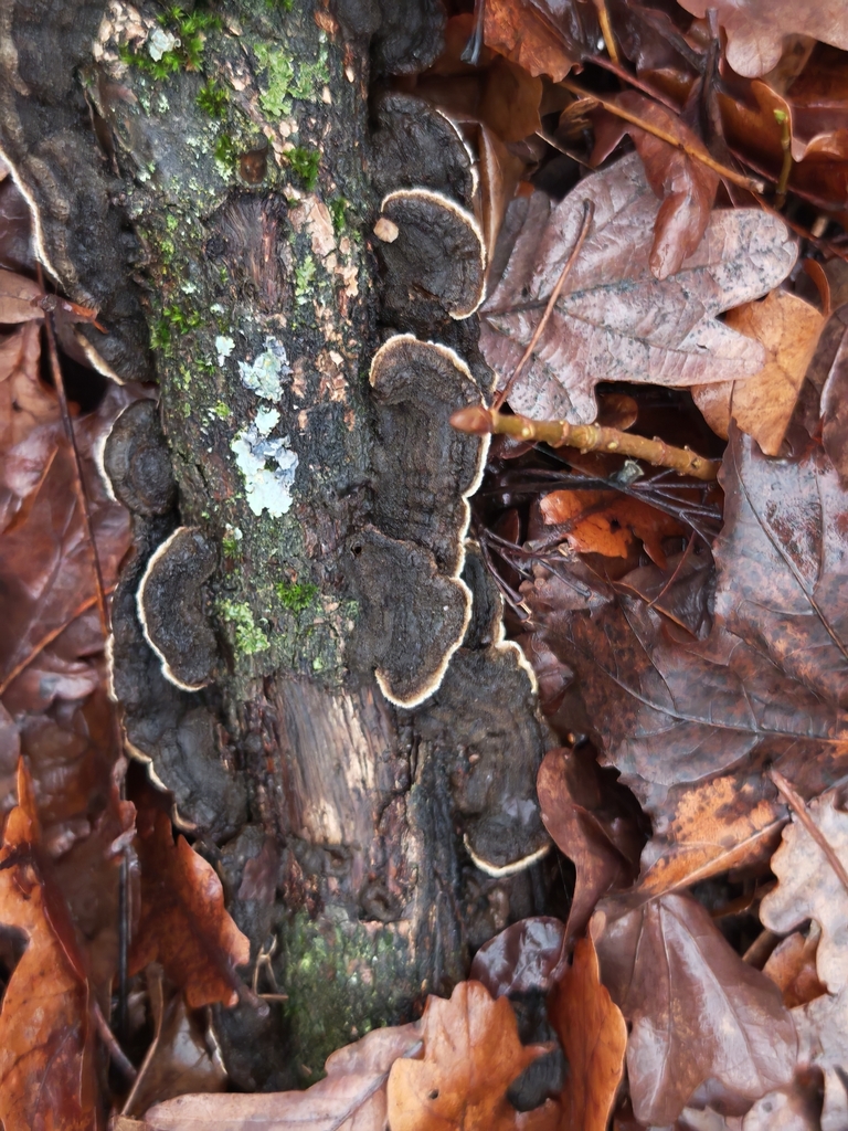 Porostereum spadiceum · November 2025 · photo: © p_andrey (iNaturalist, cc-by-nc)