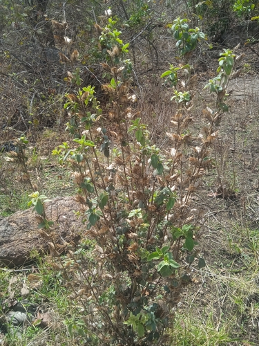 Barleria spinulosa