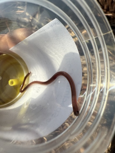 Northern Blind Snake sighting