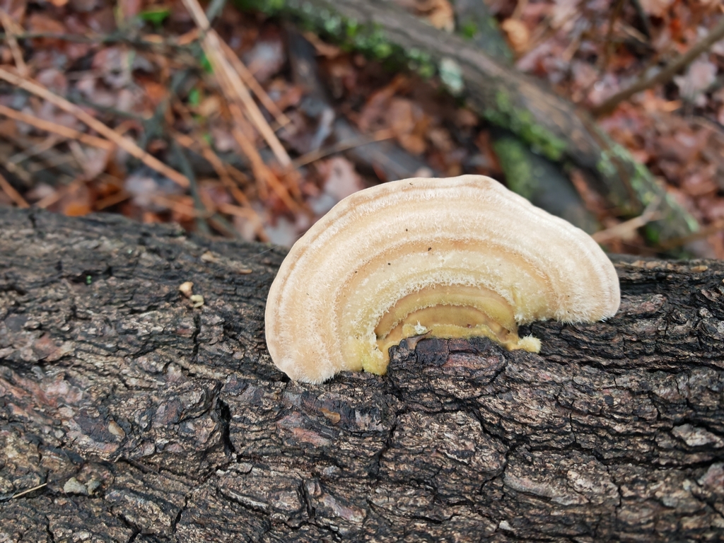 Trametes hirsuta · November 2025 · photo: © p_andrey (iNaturalist, cc-by-nc)