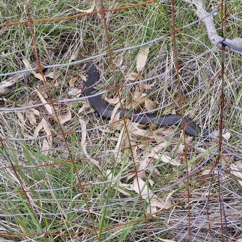 Lowlands Copperhead sighting