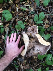 Lactarius argillaceifolius megacarpus