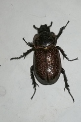 Phileurini