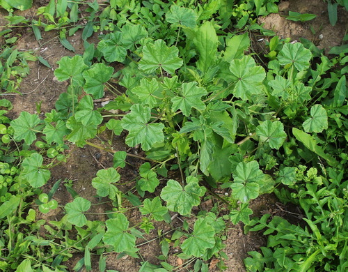 Malva pusilla iNat (3)