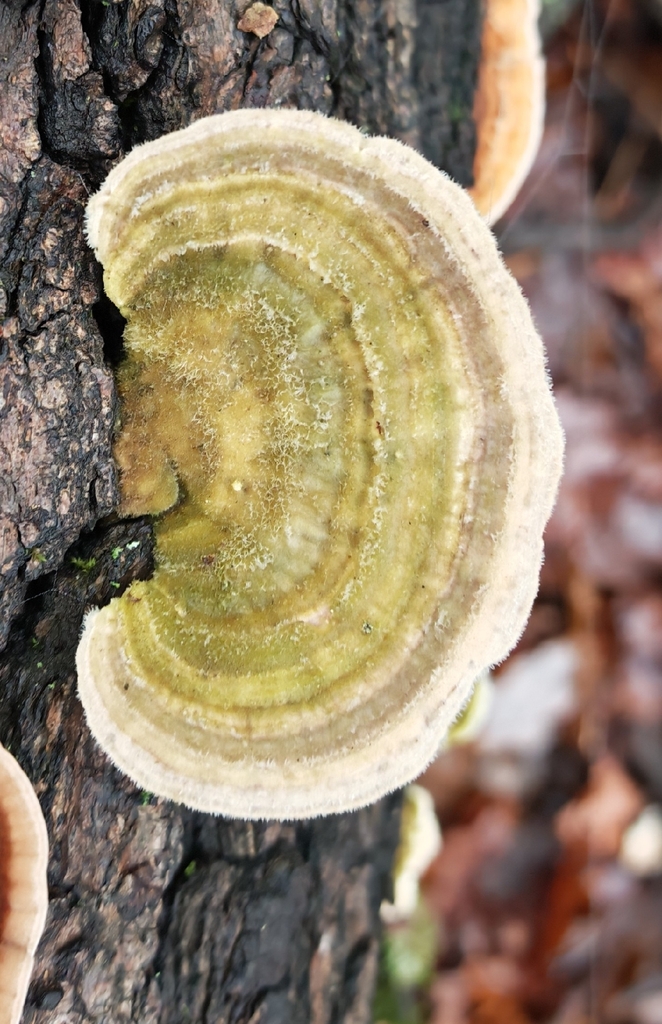 Trametes hirsuta · November 2025 · photo: © p_andrey (iNaturalist, cc-by-nc)