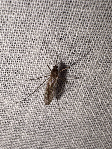Unknown species found near Open Plain Dr, Pflugerville, TX, US