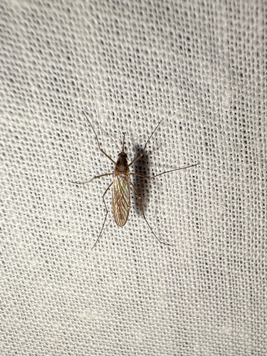 Unknown species found near Open Plain Dr, Pflugerville, TX, US
