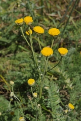 Tanacetum barclayanum