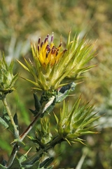 Cousinia minkwitziae