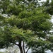 Acacia erythrantha
