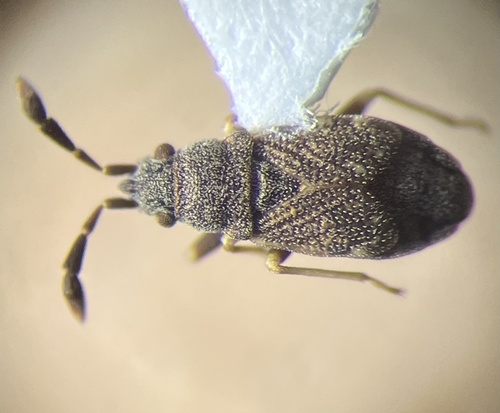 Sisamnes claviger