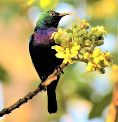 Cinnyris bifasciatus microrhynchus