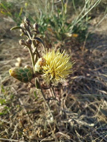 Yellow Knapweed (Centaurea salonitana)