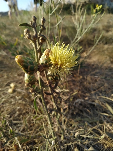 Centaurea salonitana, photograph 5