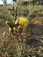 Centaurea salonitana, photograph author not stated, no rights reserved