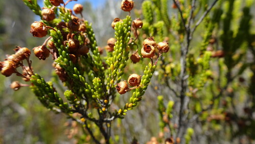 White Limestone Heath (Erica oraria)