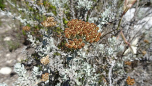 Helichrysum dasyanthum, photograph 6