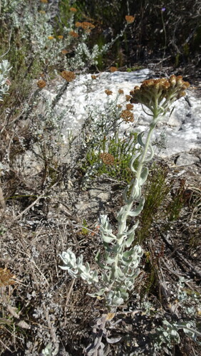 Helichrysum dasyanthum, photograph 5