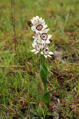 Early Nancy (Wurmbea dioica)