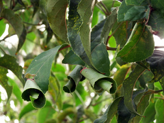 Microbelia canidentalis