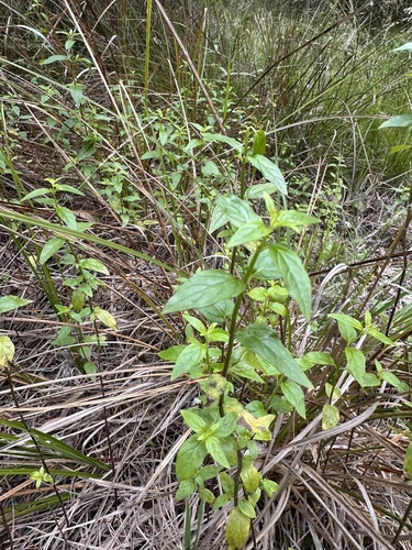 Native River Mint (Mentha australis)