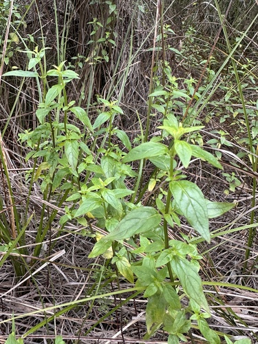 Mentha australis, photograph 2