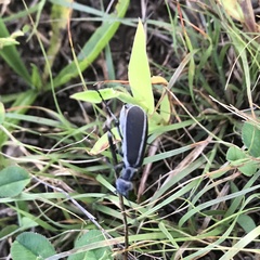 Epicauta cinerea-group