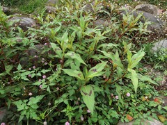 Persicaria barbata