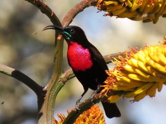 Chalcomitra senegalensis gutturalis