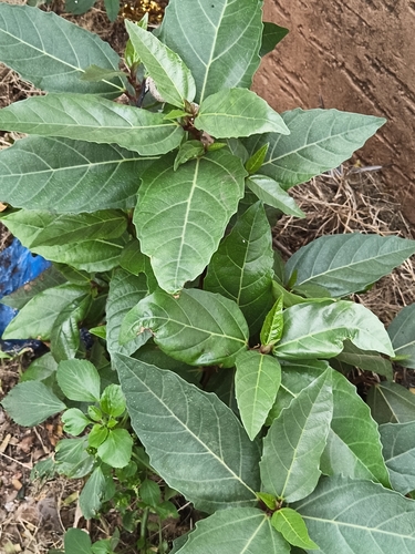 Ficus racemosa
