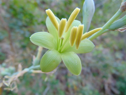 Agave bulliana