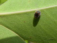 Cryptogonus robustus