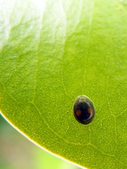 Cryptogonus robustus