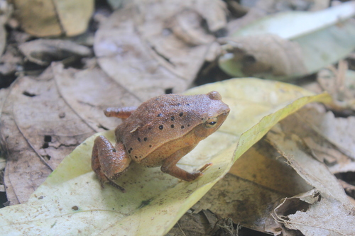 Kalophrynus pleurostigma observed 2025-11-20