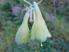 Prochnyanthes mexicana