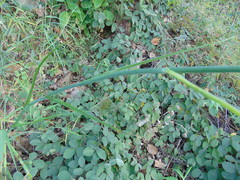 Prochnyanthes mexicana