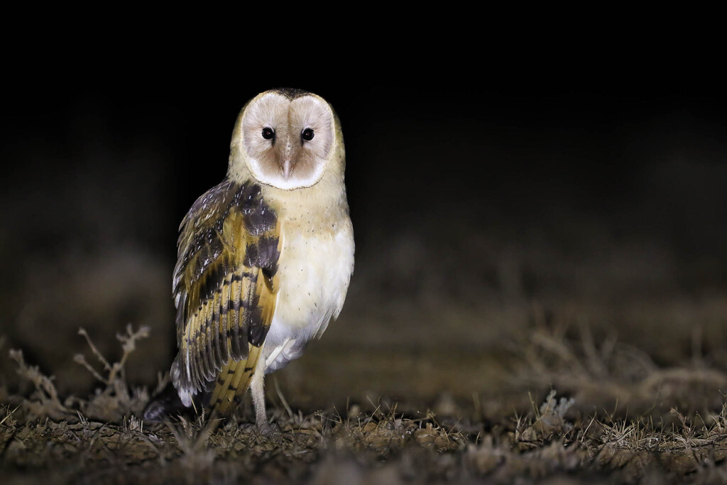 Eastern Grass-owl