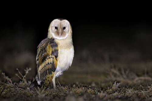 Eastern Grass-owl