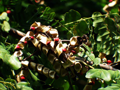 Adenanthera microsperma