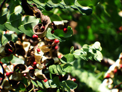 Adenanthera microsperma