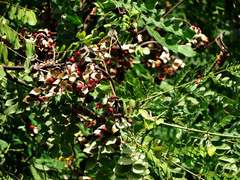 Adenanthera microsperma