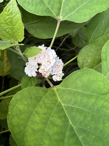 Clerodendrum chinense observed 2025-11-26