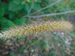 Setaria macrostachya