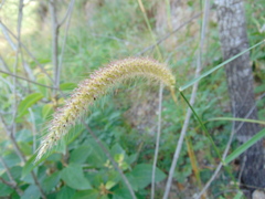 Setaria macrostachya