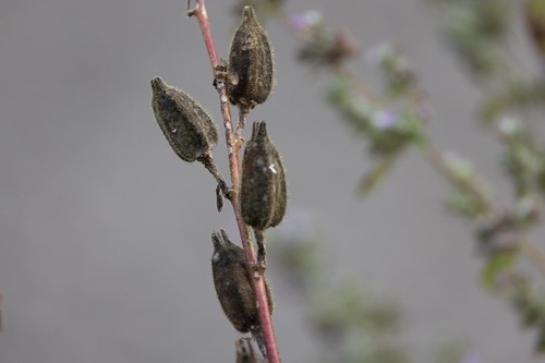 Abelmoschus manihot