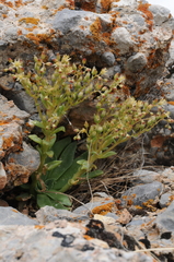 Rosularia glabra